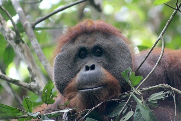 Joe Martin (orangutan) - Wikipedia