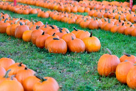 Orange pumpkins sitting on green grass
