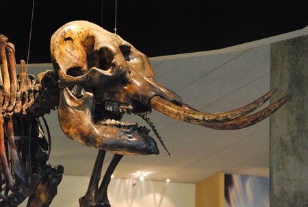 Mastodon