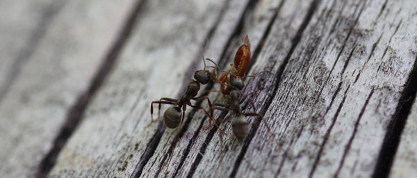 Two ants carry an object