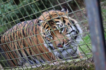 caged tiger