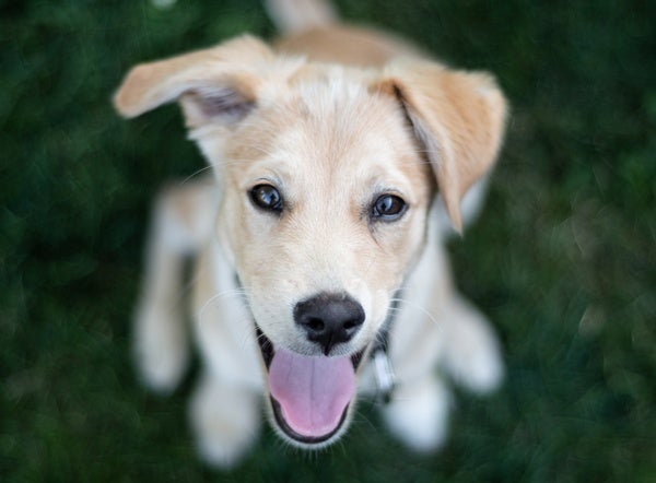 Dog Science Is Timeless Scientific American Blog Network