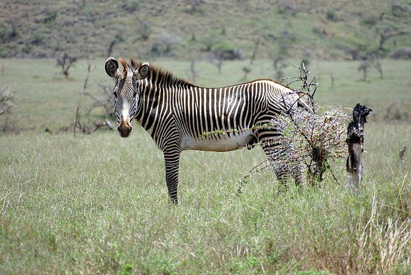 Devil Tree Threatens the World's Rarest Zebras