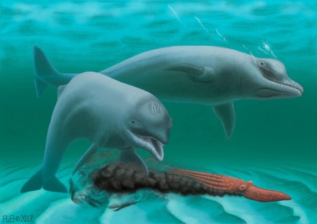 Dolphin
