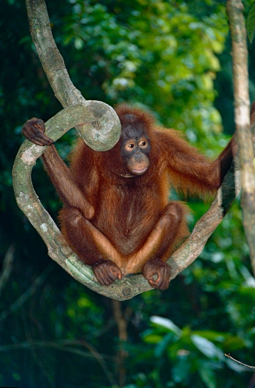 Bornean Orangutan Now Critically Endangered