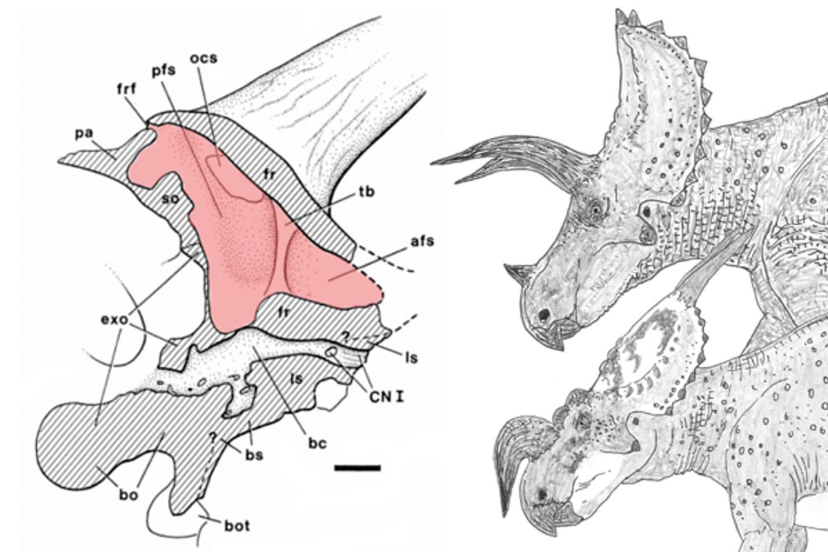The Supracranial Sinus of the Horned Dinosaur Skull