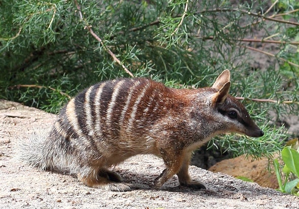 Feral Cats Are Killing Off One of Australia's Cutest Marsupials