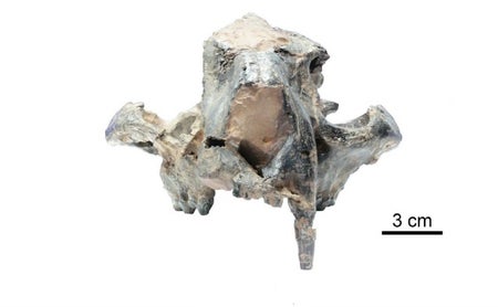 Maofelis skull.