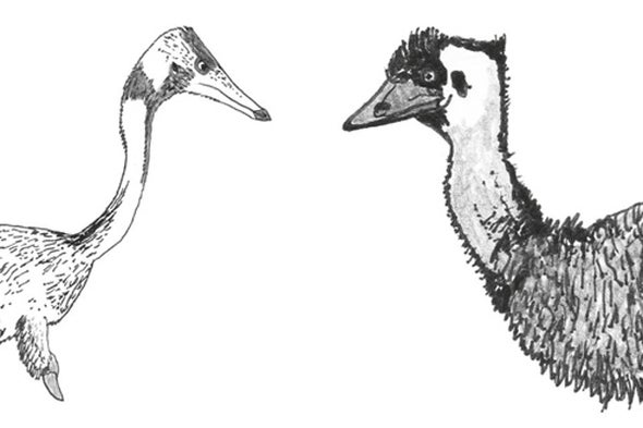 The Integrated Maniraptoran, Part 3: Feathers Did Not Evolve in an Aerodynamic Context