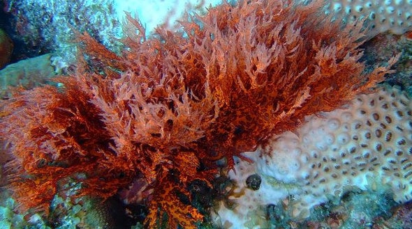 Why Red Algae Never Packed Bags for Land Scientific American Blog Network
