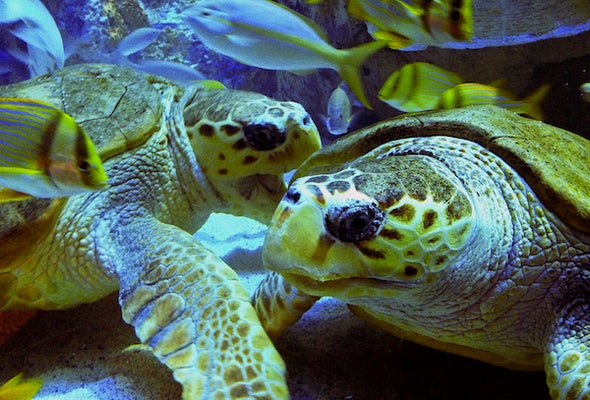 How One Turtle's Tale Helps Promote Ocean Conservation