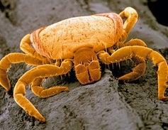 It's Time to Get Serious about Tick-Borne Diseases