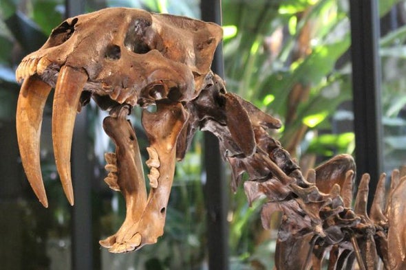 Saberkittens Were Double-Fanged for 11 Months