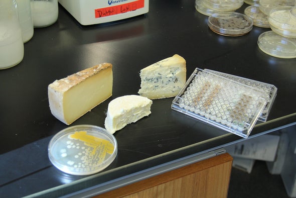 Gene Sharing in Cheese Microbes, Part 1