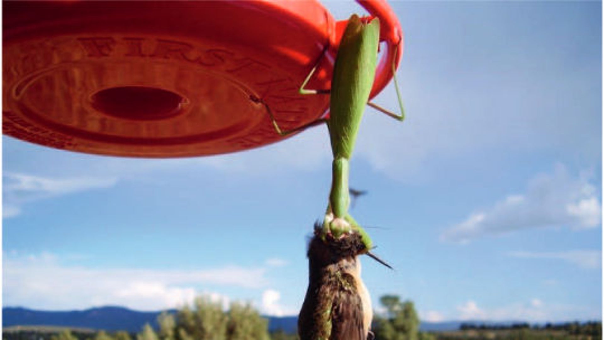 Praying Mantises Catch and Eat Birds Alive [Video] | Scientific American, image size:1920x1081