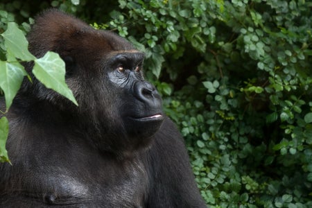 Scientific American Logo
