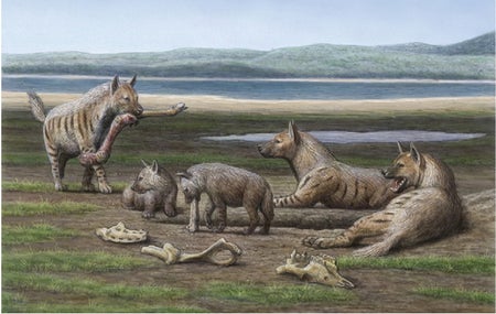 Hyenas