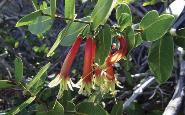 Pycnandra longiflora