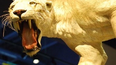 The Bite of the Saber-Tooth