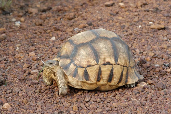 2 Years to Ploughshare Tortoise Extinction?