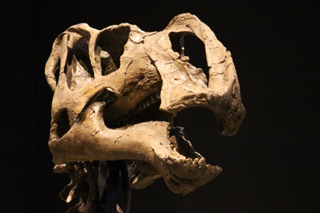 Gryposaurus
