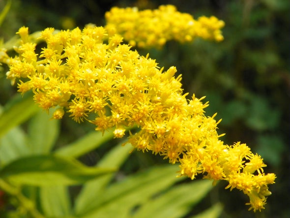 Invasive Goldenrod Is Killing Europe's Ants and Butterflies