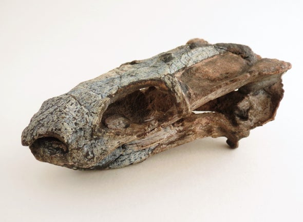 Paleo Profile: The Rio do Rasto Tooth