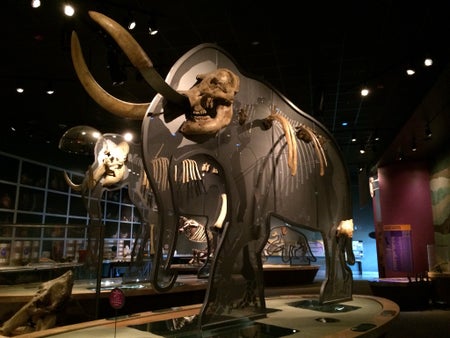 Mammut