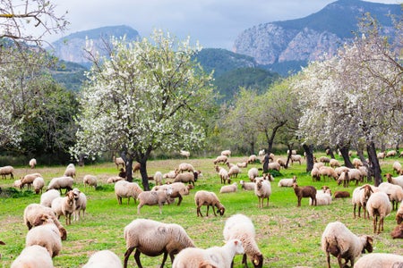 Scientific American Logo