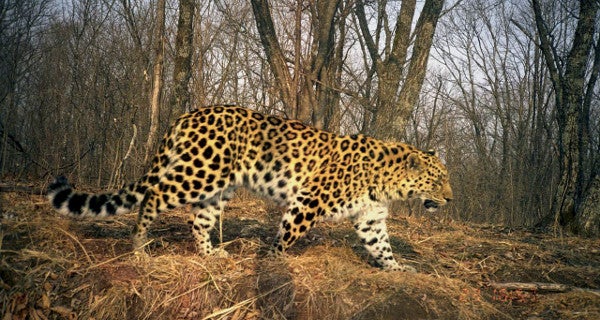 Amur Leopard Population Booms—to 57 - Scientific American Blog Network