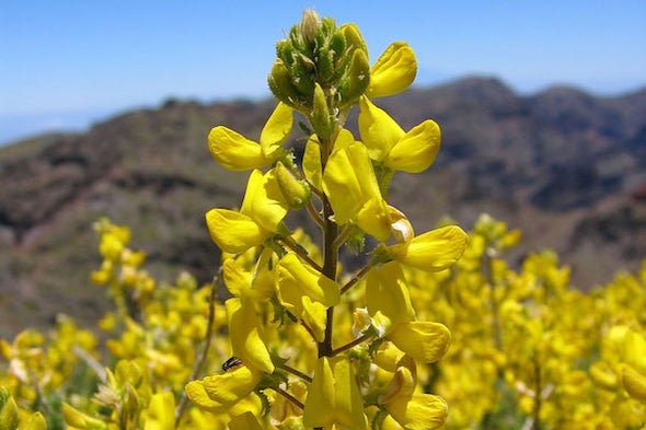 Extinct in Algeria: Rare Plant Declared Lost - Scientific American Blog Network Extinct in Algeria: Rare Plant Declared Lost - Scientific American Blog Network