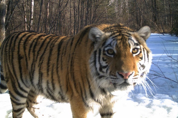 A Cinderella Story for Global Tiger Day
