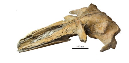 Whale skull
