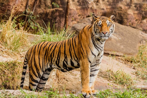 The Surprising Ways Tigers Benefit Farmers and Livestock Owners