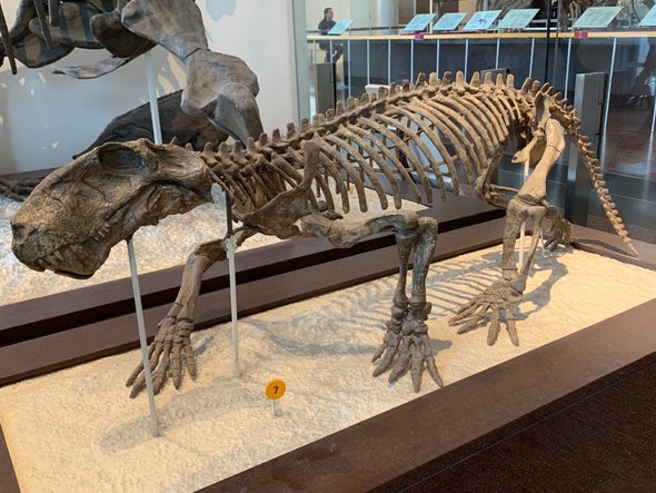 Saber-Toothed Protomammal was a Quick Healer