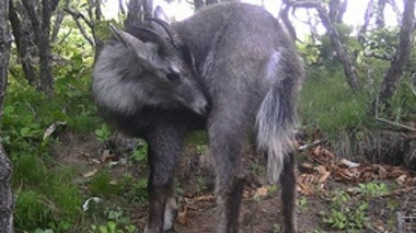 East of Siberia: Goral on the Cliffs