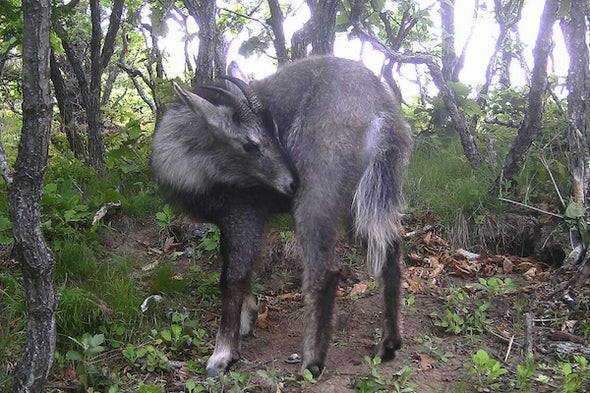 East of Siberia: Goral on the Cliffs