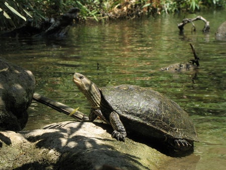 Caspian turtle