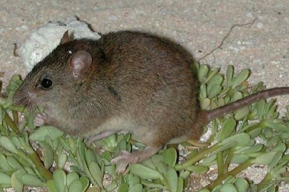 Climate Change Claims Its First Mammal Extinction - Scientific American Blog Network Climate Change Claims Its First Mammal Extinction - Scientific American Blog Network