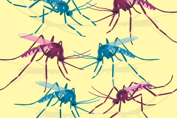 A Visual Guide to Modified Mosquitoes