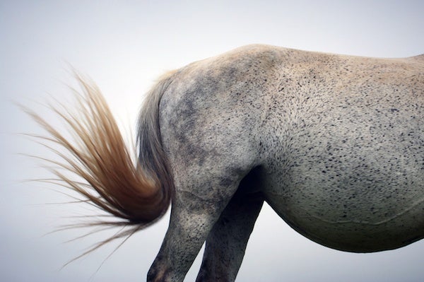 What's the Use of a Horse's Tail? - Scientific American Blog Network