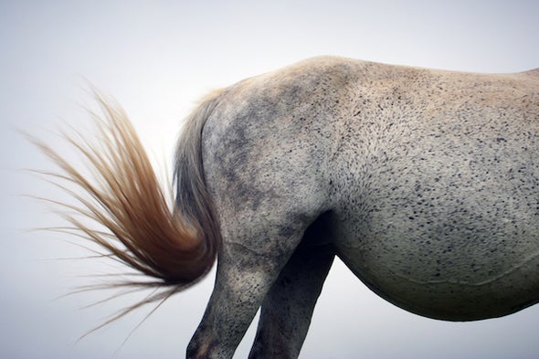 What's the Use of a Horse's Tail?