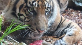 Big Cats And Cologne They Roll And Cheek Rub And Just Look To Be