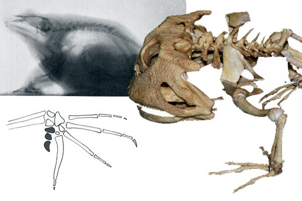 anterior limbs of frog with parts