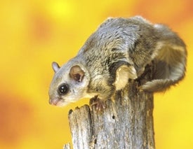 For Some Reason, New World Flying Squirrels Fluoresce Pink