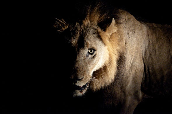 Lion-Hunting by Trump Donors Is Awful, but the Trade in Lion Bones Is Worse - Scientific American Blog Network Lion-Hunting by Trump Donors Is Awful, but the Trade in Lion Bones Is Worse - Scientific American Blog Network