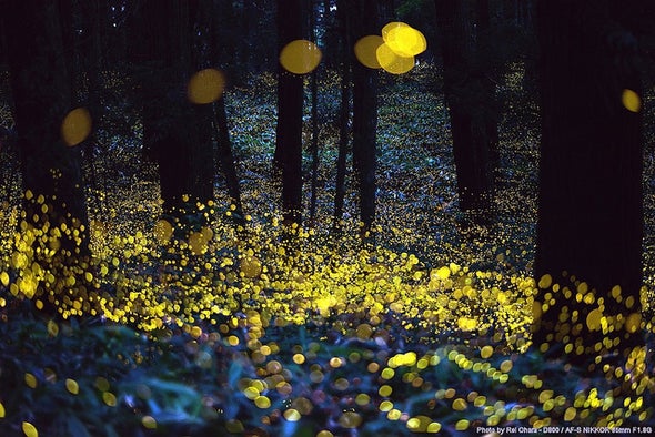 China's Endangered Fireflies