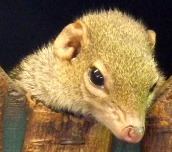 Introducing the Treeshrews: They Don't All Live in Trees and They Aren't Close to Shrews