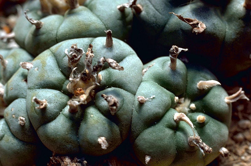 Tripping on Peyote in Navajo Nation