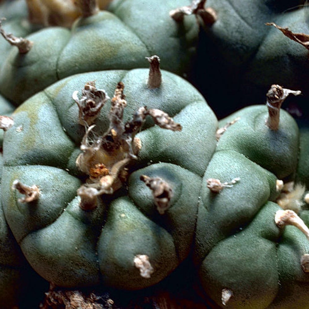 Tripping on Peyote in Navajo Nation | Scientific American